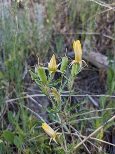 Image of Mentzelia speciosa by (c) Alaina Krakowiak, some rights reserved (CC BY)
