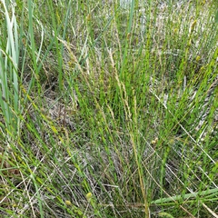 Equisetum × moorei