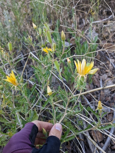 Image of Mentzelia speciosa by (c) Alaina Krakowiak, some rights reserved (CC BY)