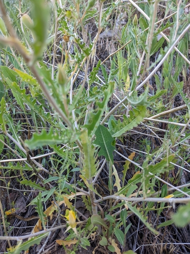 Image of Mentzelia speciosa by (c) Alaina Krakowiak, some rights reserved (CC BY)