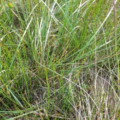 Equisetum × moorei