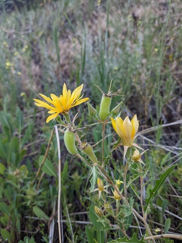 Image of Mentzelia speciosa by (c) Alaina Krakowiak, some rights reserved (CC BY)