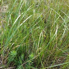 Equisetum × moorei