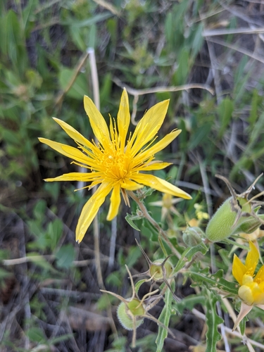 Image of Mentzelia speciosa by (c) Alaina Krakowiak, some rights reserved (CC BY)