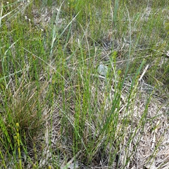 Equisetum × moorei