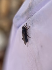 Coelopa