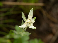 Leontopodium leontopodioides