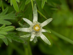 Leontopodium leontopodioides