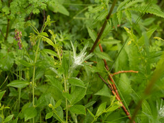 Leontopodium leontopodioides