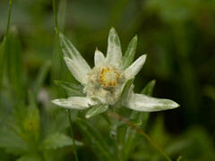 Leontopodium leontopodioides