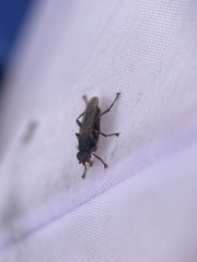 Coelopa