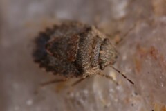 Sciocorini