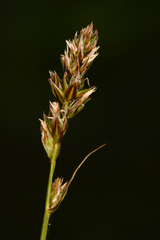 Carex vallicola