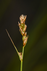 Carex vallicola