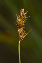 Carex vallicola