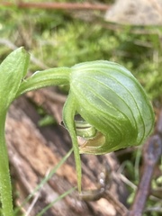 Pterostylis nutans