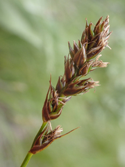 Carex vallicola