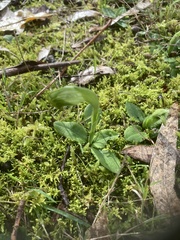 Pterostylis nutans