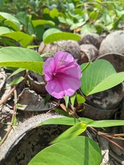 Ipomoea pes-caprae