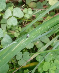Ophiomyia kwansonis