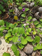 Ipomoea pes-caprae