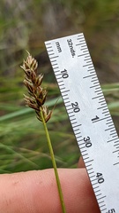 Carex vallicola