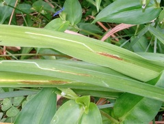 Ophiomyia kwansonis