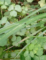 Ophiomyia kwansonis