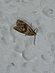 Gynnidomorpha