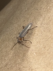 Copidita quadrimaculata