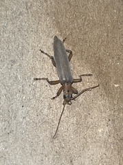Copidita quadrimaculata