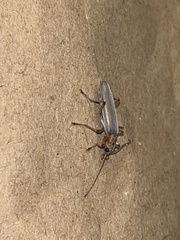 Copidita quadrimaculata