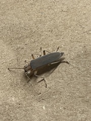 Copidita quadrimaculata