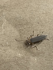 Copidita quadrimaculata