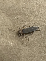 Copidita quadrimaculata