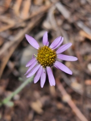 Erigeron clokeyi