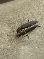 Copidita quadrimaculata