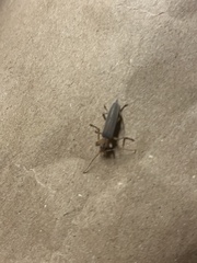 Copidita quadrimaculata
