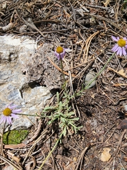Erigeron clokeyi