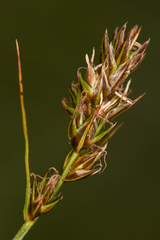Carex vallicola