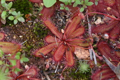 Drosera bulbosa