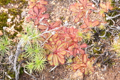 Drosera bulbosa