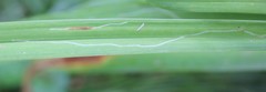 Ophiomyia kwansonis