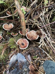 Phellodon tomentosus