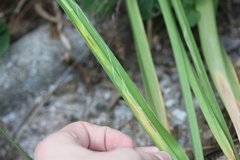 Ophiomyia kwansonis