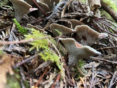 Phellodon tomentosus