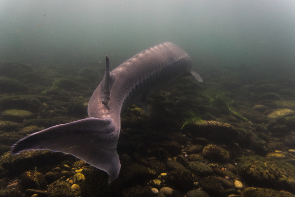 Beluga sturgeon (Huso huso) — Acipenseridae
