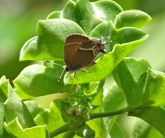 Callophrys xami xami