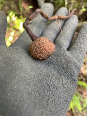 Elaphomyces granulatus