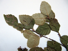 Betula dauurica